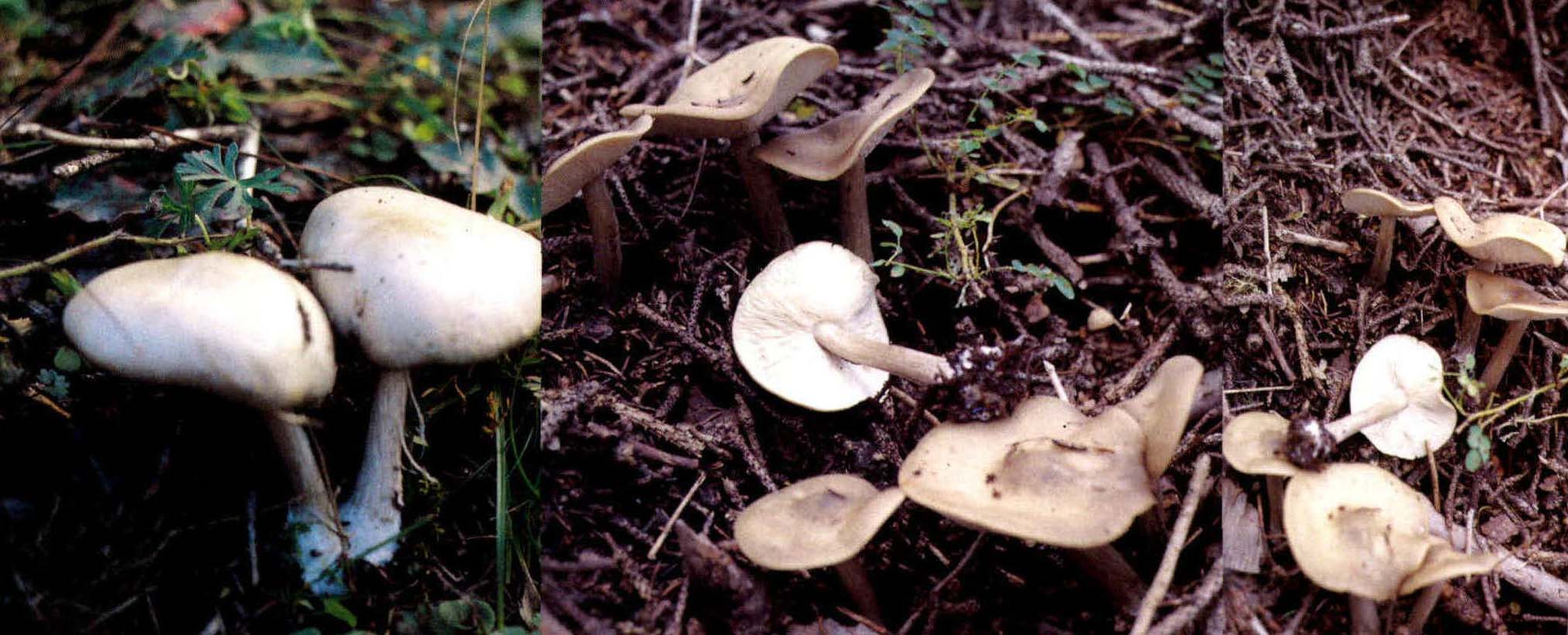 Melanoleuca melaleuca (Pers.: Fr. ) Murr.